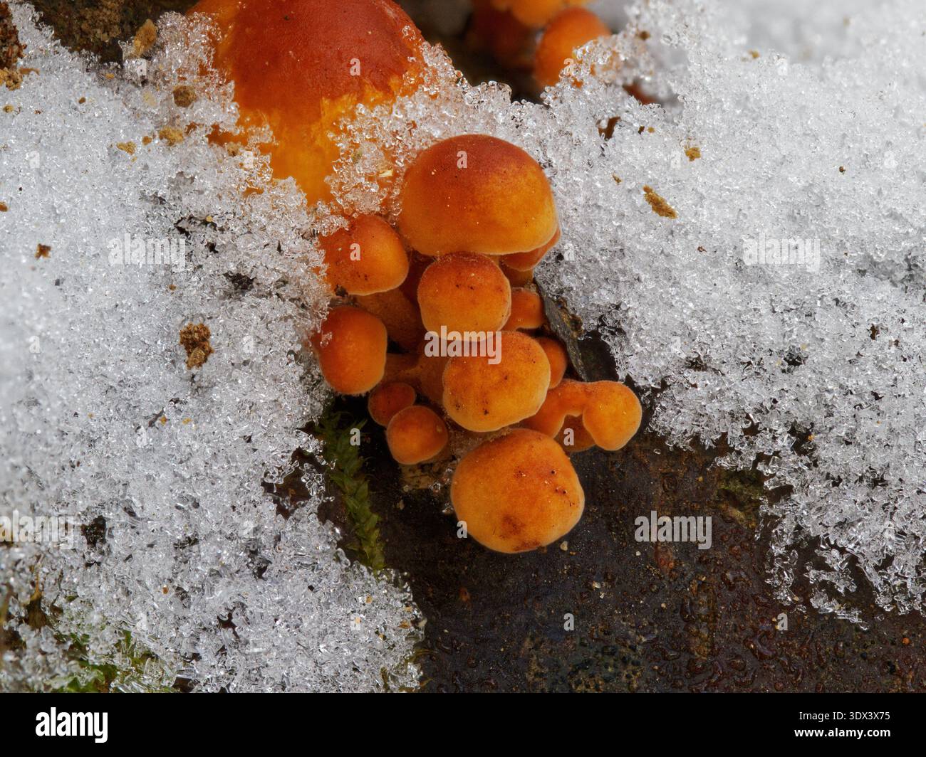 Makroaufnahme von orangen Samtpilzen (Flammulina velutipes), die durch gefrorenen Schnee und Eis auf einem Baumstamm wachsen Stockfoto