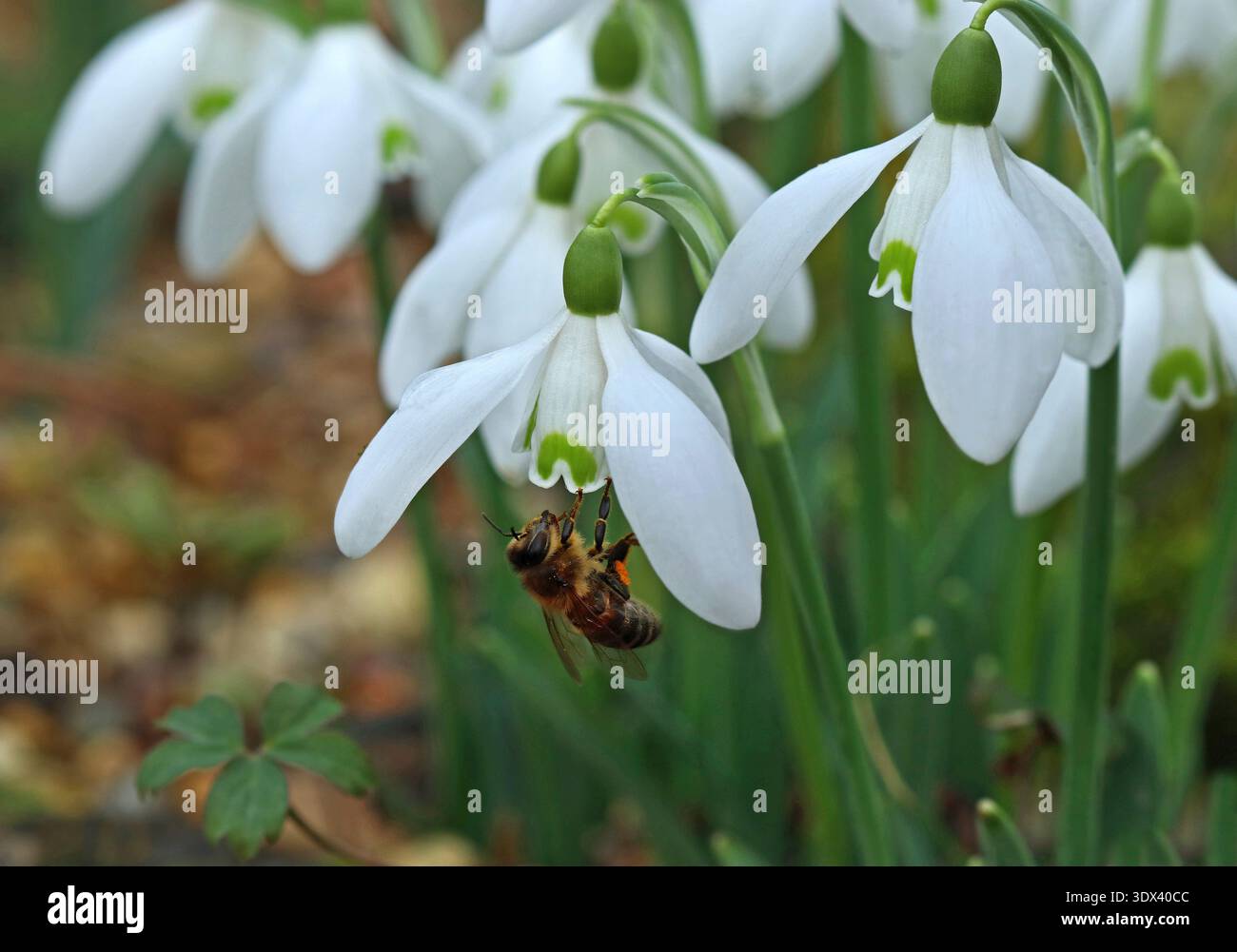 Ein Stück Schneeglöckchen, Galanthus nivalis und eine Honigbiene, die Nektar sammelt. Schneeglöckchen sind eine Nahrungsquelle für Bienen in der Frühsaison Stockfoto