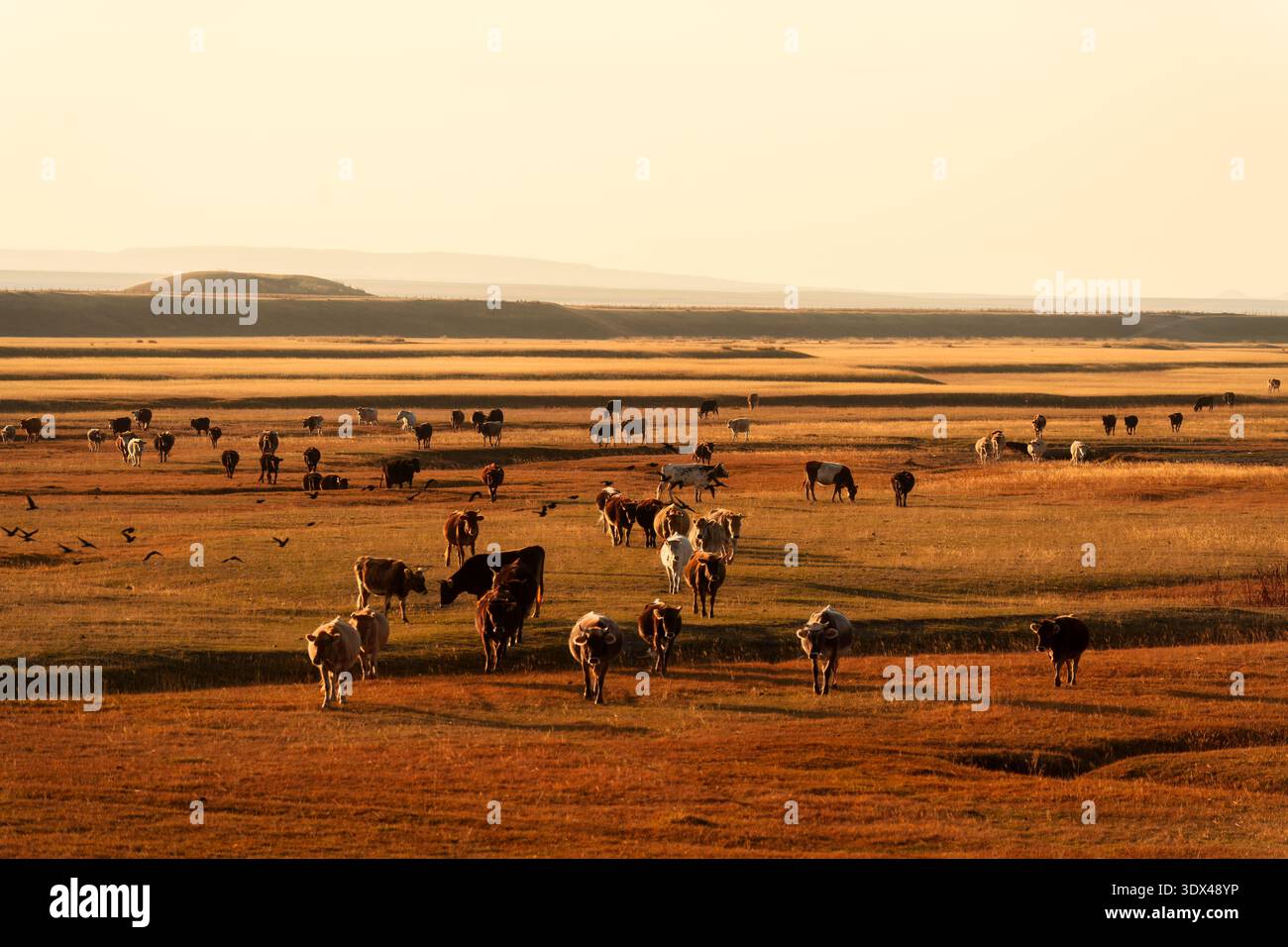 Herde von Rindern, die frei auf trockenem Gras unter warmen Abenden auf offener Weide auf dem Land wandern und weiden Stockfoto