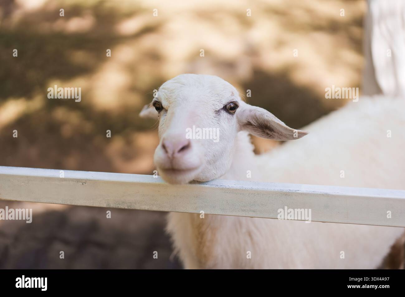 Entzückende weiße Schafe, die auf einer Farm im Freien auf dem Land einen Tierstall betrachten Stockfoto