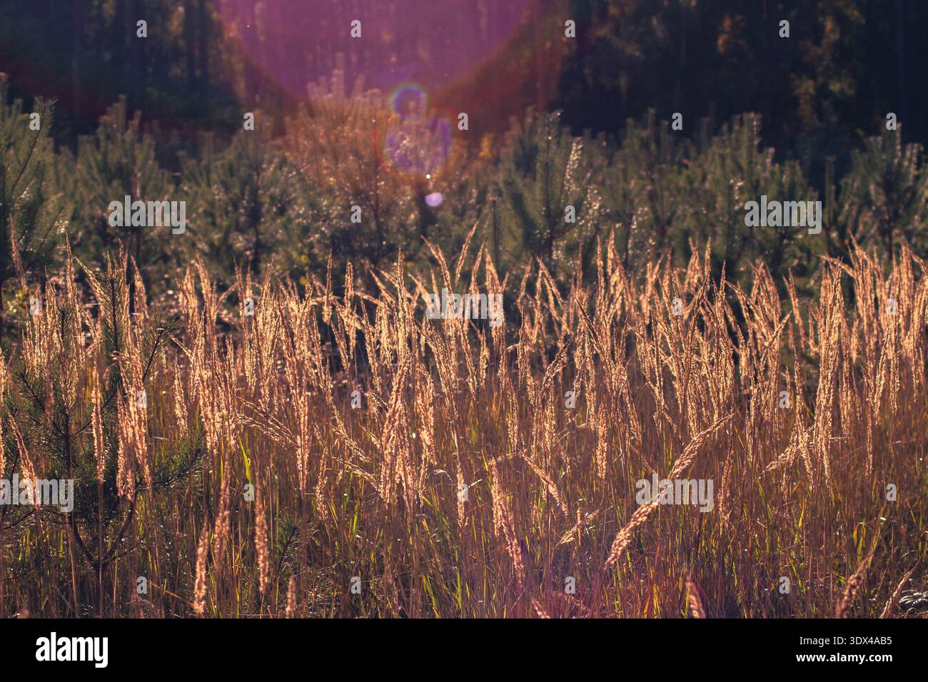 Großes Grasfeld, das im Wind schwingt und Sonnenlicht erzeugt ein natürliches Lens Flare und goldenes Licht über der Landschaft Stockfoto