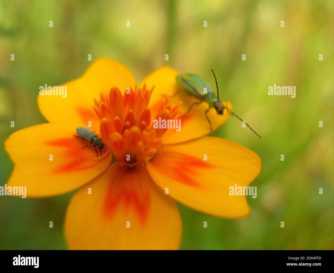 Grüner Blattkäfer und grauer Käfer auf einer Tagetes Wildblume Stockfoto
