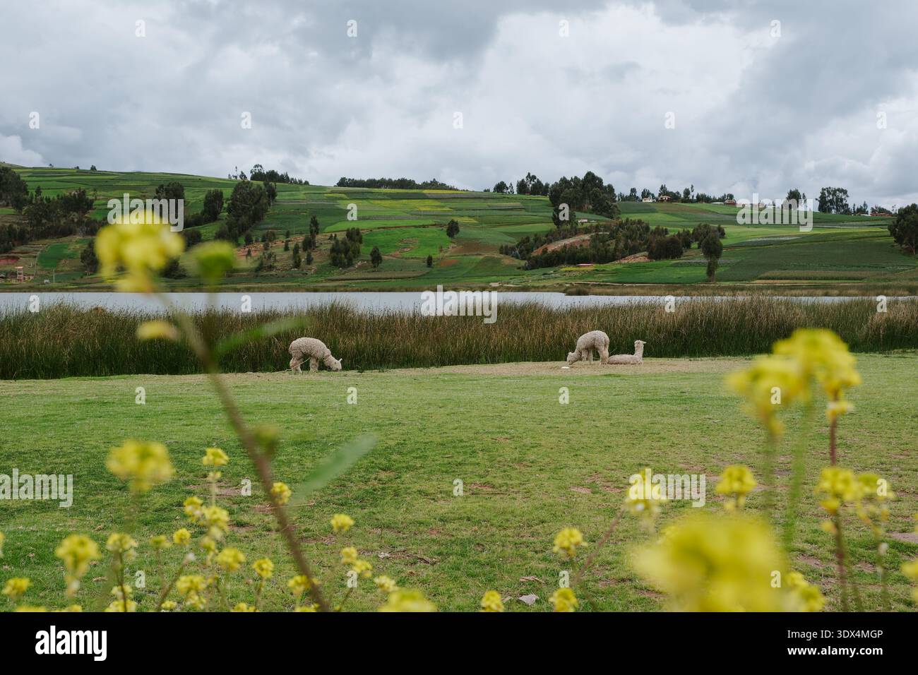 Malerische Andenlandschaft in Peru mit Lamas in der Nähe eines Sees, umgeben von Bergen und Bäumen Stockfoto