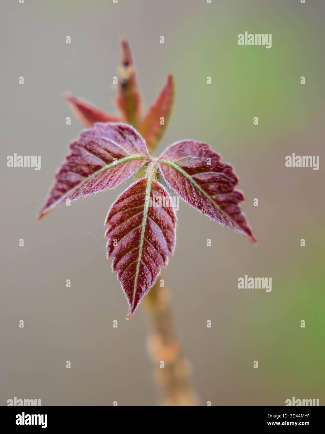 rote glanzmispel hecke Glanzmispel – Photinia ‘Red Robin’ (Hecke) main image 1