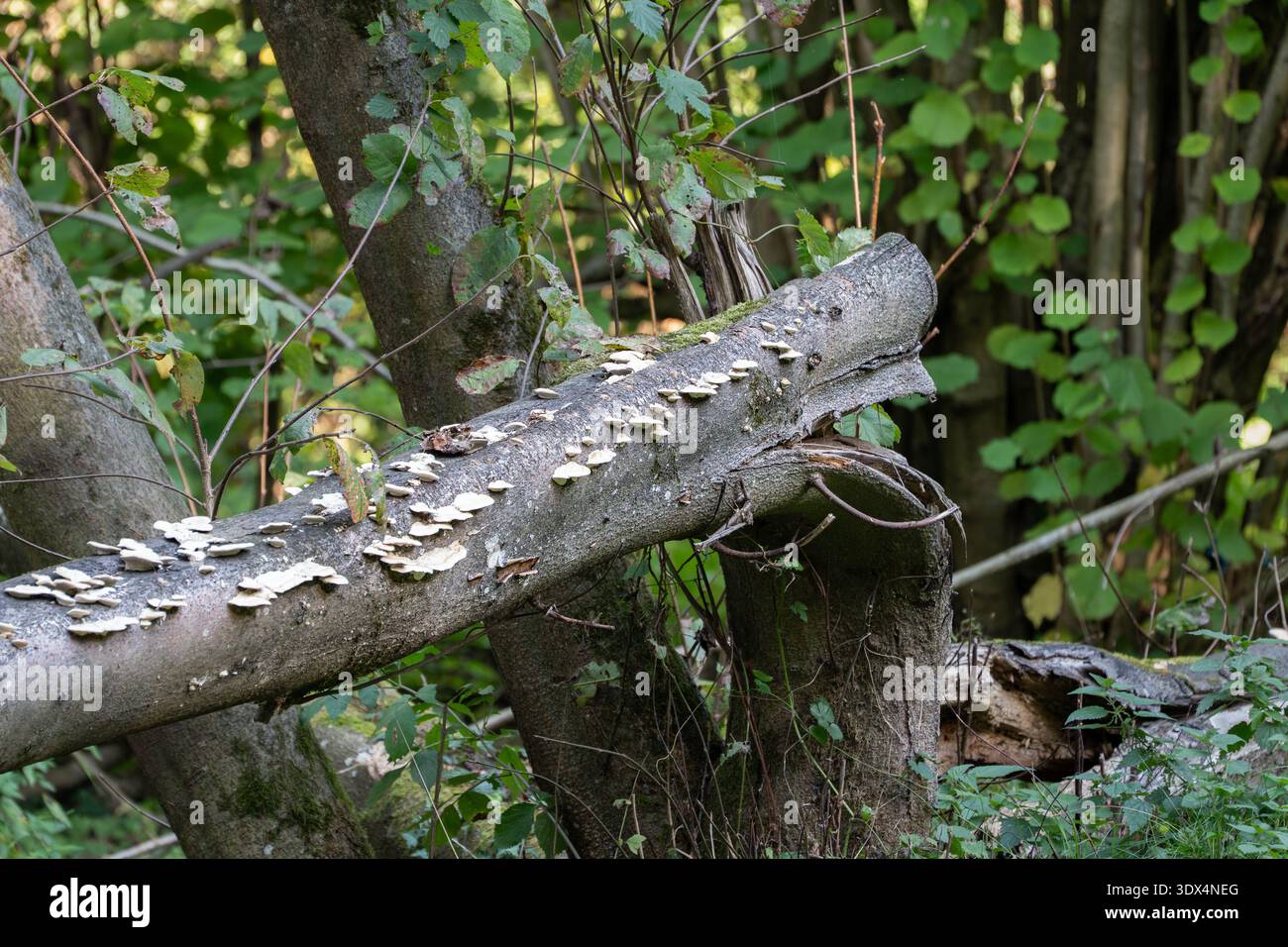 Gefallener Baum mit Rindenpilz im Wald. Sturm hat einen Baum gebeugt, bis er gerissen ist. Der Kofferraum liegt aufgrund des windigen Wetters. Stockfoto