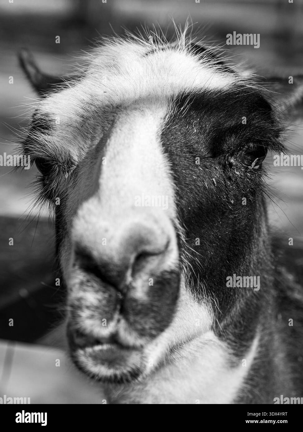 Bärenpark, Nationalpark, Zoo, ungarn Stockfoto
