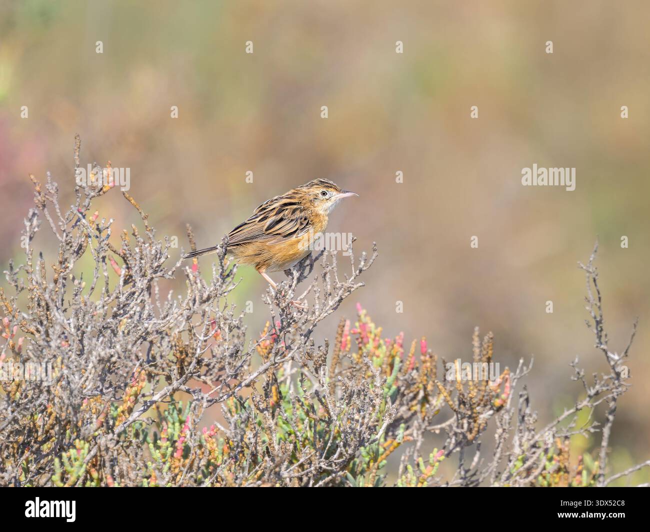 Ein zitternder Cisticola-Vogel, Cisticola juncidis, der auf einem Zweig in einem Busch thront, ein singvogel aus der Familie Cisticolidaer, Salzflächen in Korfu, Griechenland Stockfoto