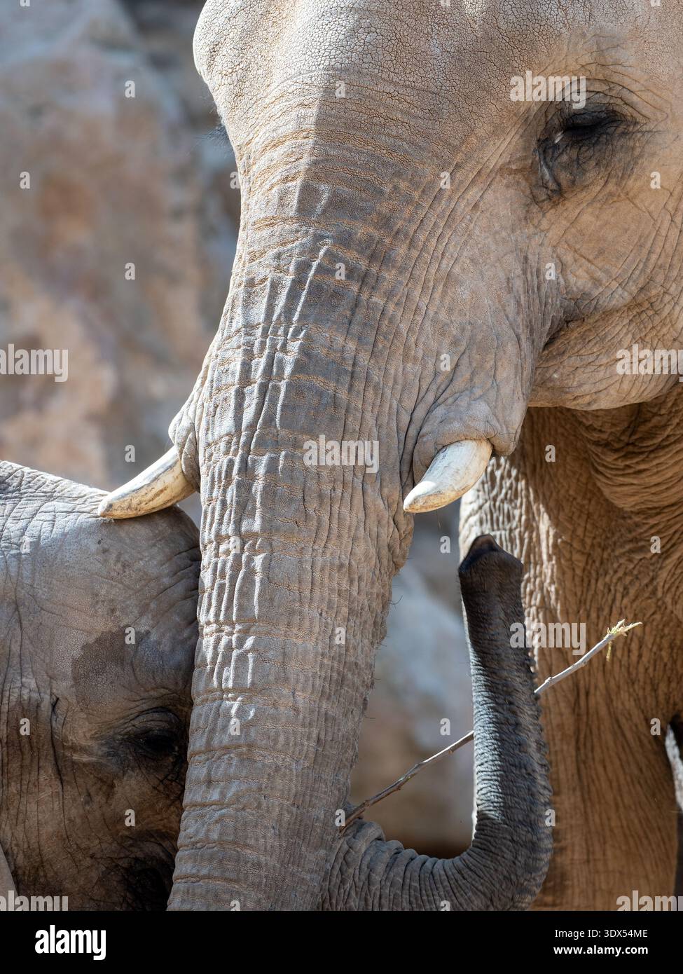Zwei afrikanische Elefanten, die mit dem Stamm interagieren Stockfoto