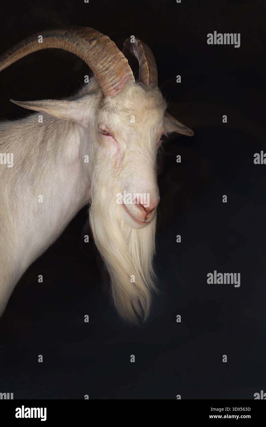 Porträt einer alten billy-Ziege mit langem Bart vor schwarzem Hintergrund. Stockfoto