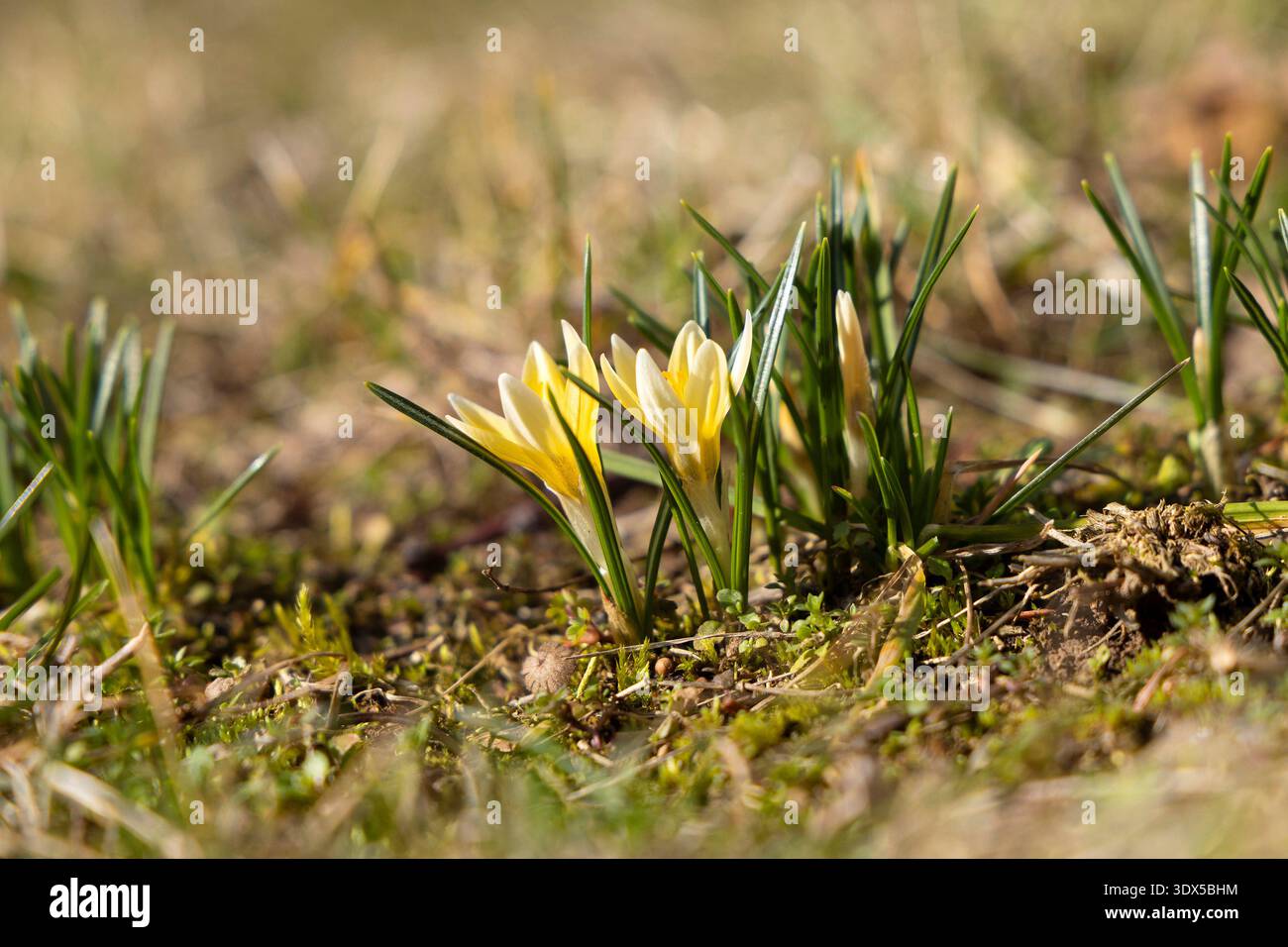 Krokus, Blüte // Crocus, Blossom - 20260228 PD35688 Credit: APA-PictureDesk/Alamy Live News Stockfoto