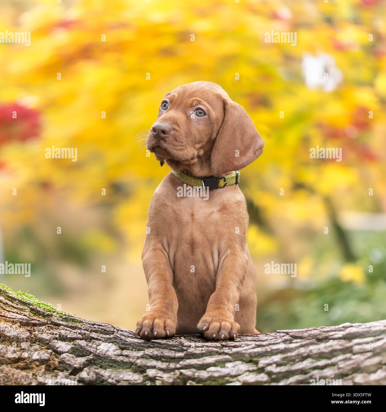 Ungarischer Vizsla-Welpe im Herbstwald Stockfoto