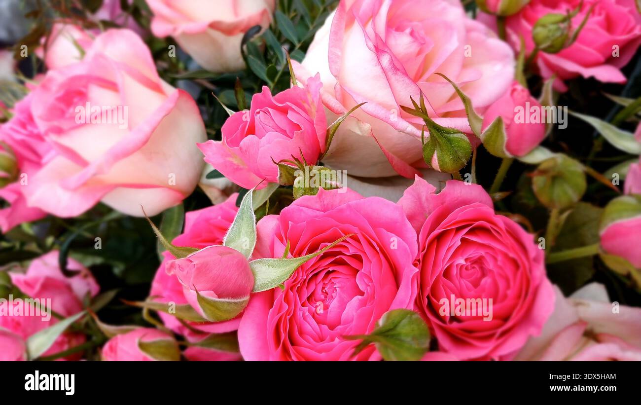 Üppige Ansammlung rosafarbener Rosen und Knospen, mehrschichtige Blütenblätter, die in sanftem Licht leuchten und an Romantik, Zartheit und einen frischen, duftenden Gartenstrauß erinnern. Pinke Freude Stockfoto