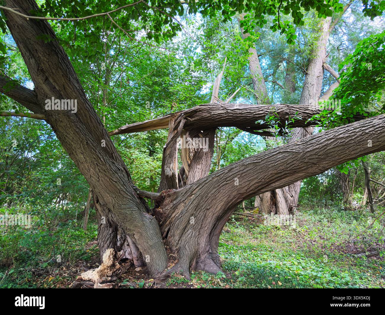 Ein großer, durch Sturm geschädigter Baum in einem Waldwald, mit einem gerissenen Stamm. Stockfoto