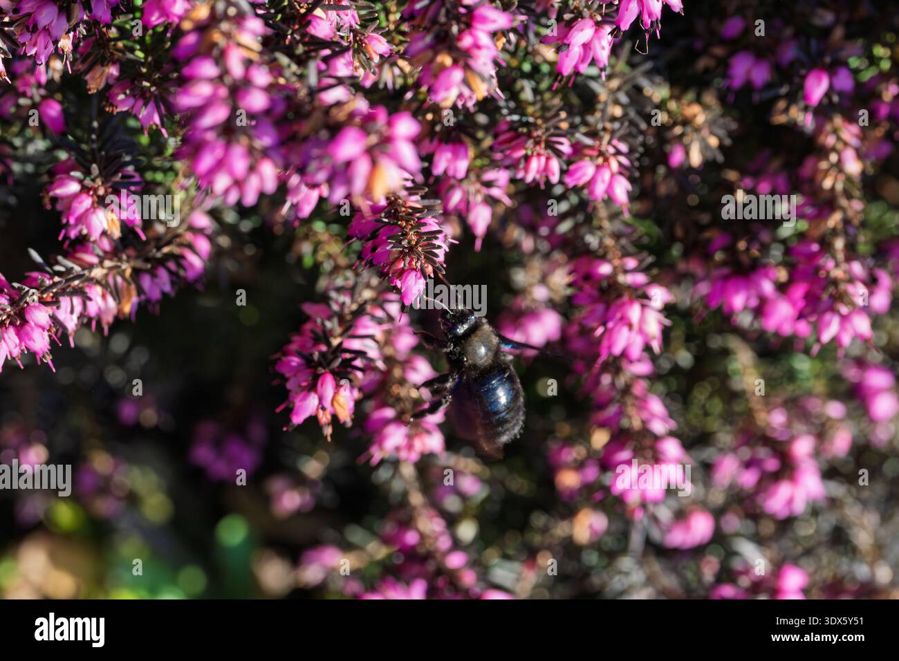 Makroaufnahme einer Tischlerbiene (Xylocopa), die im Sonnenlicht Nektar aus leuchtenden rosa Heidekraut-Blüten sammelt. Der große dunkle Bestäuber hebt Bio hervor Stockfoto
