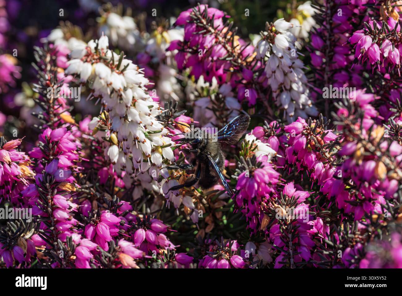 Zimmerbiene Bestäubt Rosa Heidekraut Blumen Stockfoto