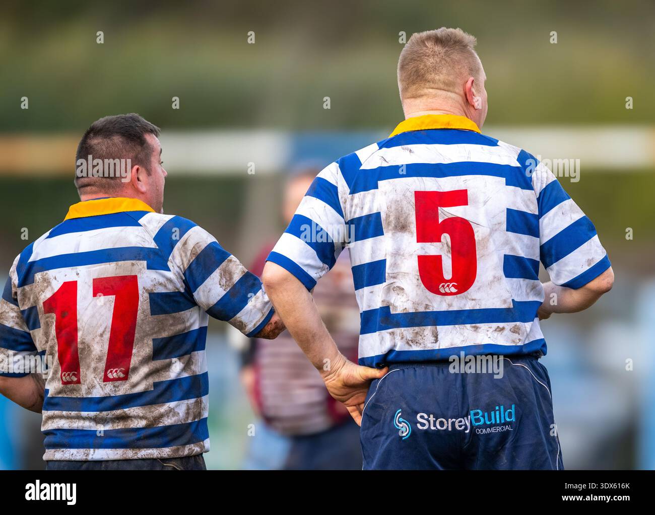Englische Männer Amateur-Rugby-Union-Spieler spielen auf einem nassen und matschigen Rugbyfeld. Stockfoto