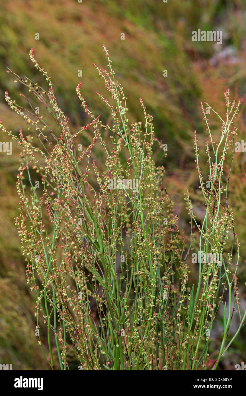 Rumex acetosella (roter Sauerampfer) Stängel mit rötlichen weiblichen Blüten. Die Blütezeit ist von April bis Juli. Es ist ein wildes Gemüse und kann es sein Stockfoto