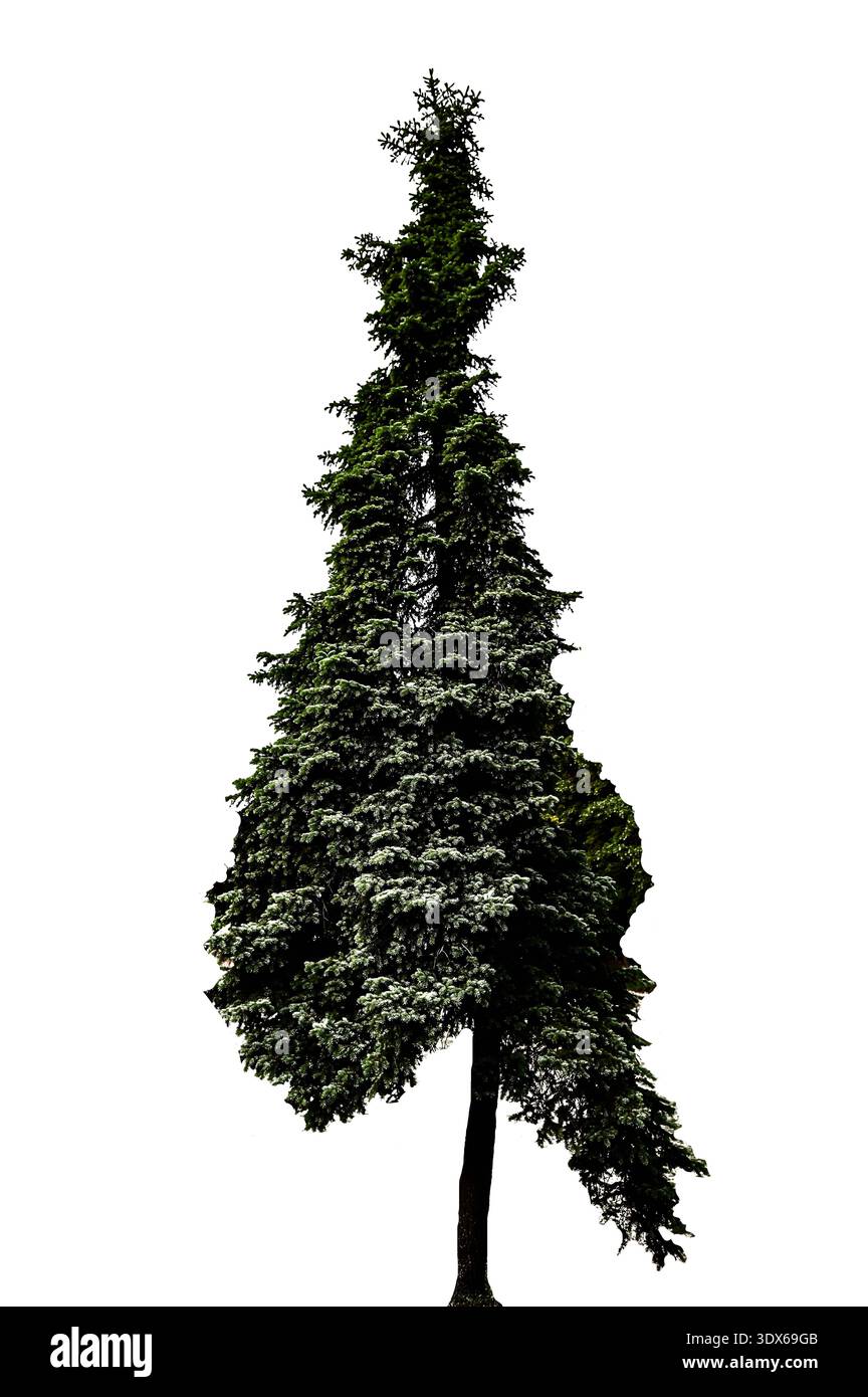 Eine Fichte ist isoliert auf einem weißen Hintergrund.Eine einsame hohe Fichte in einem Naturpark.Eine einsame Kiefer vor dem Hintergrund des Waldes. Stockfoto