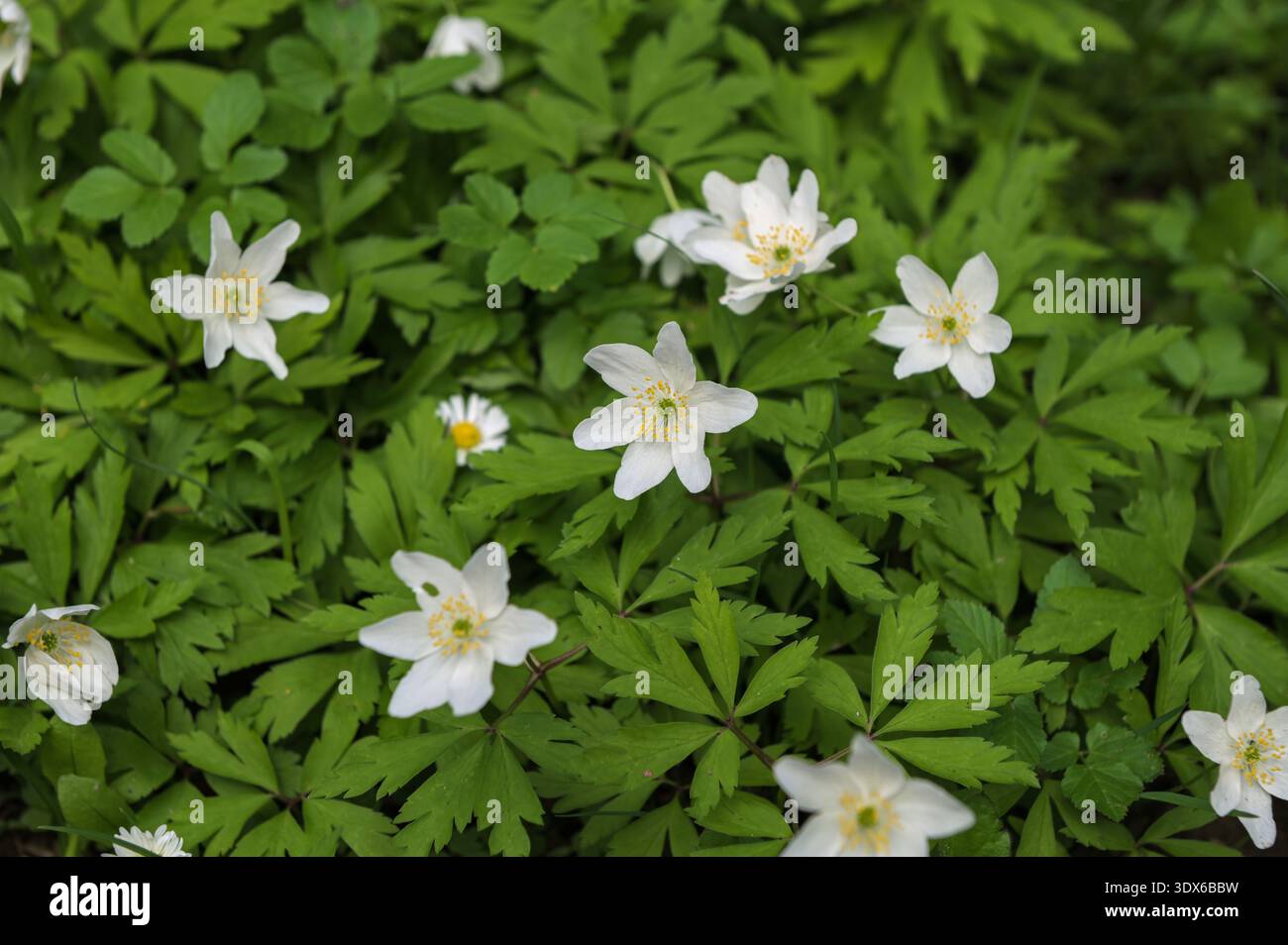 Anemone Aschera (Buschwindröschen, Anemone officinalis) im Frühjahr, schöne weiße Blüten, weißen Vorhang frische Blumen. Große Feder. Mai der Jugend. Feder clot Stockfoto