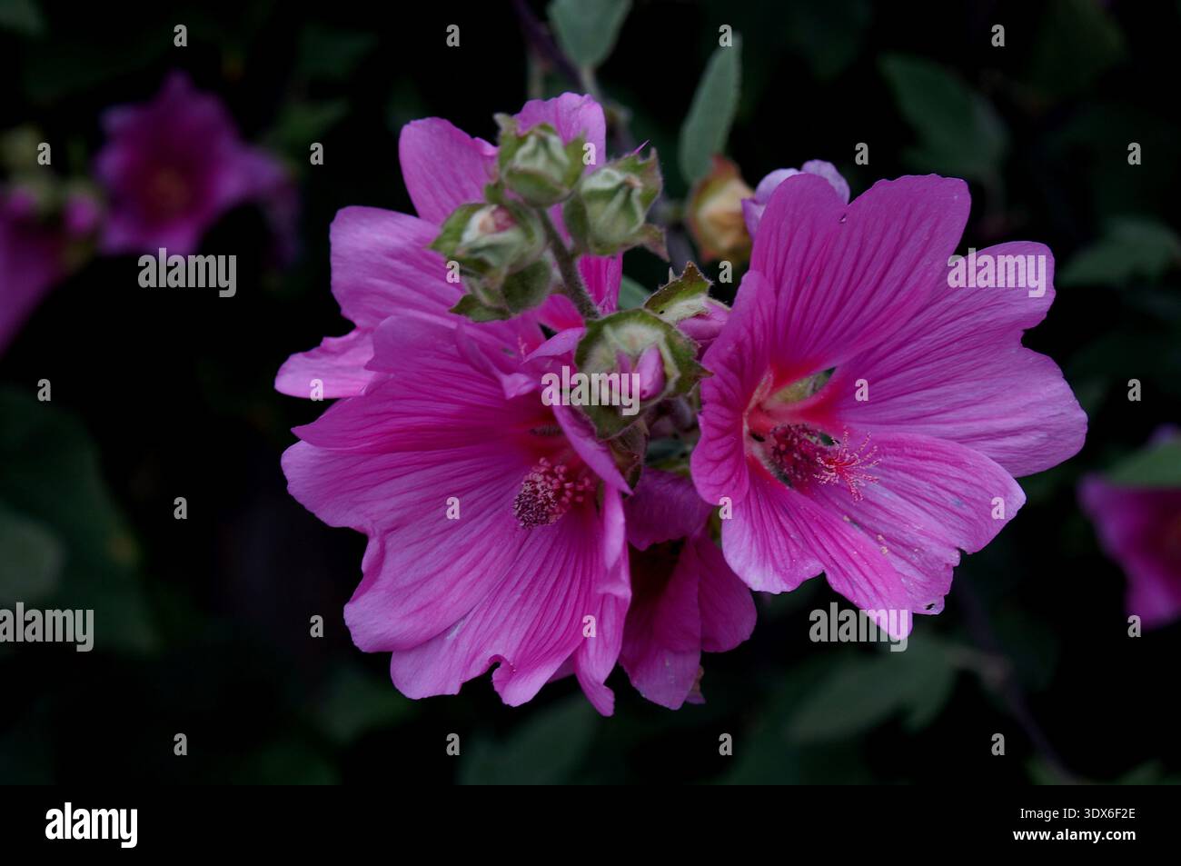 Blumen blühen auf einem LAVATERA „ROSEA“-Baum-Malve HALBIMMERGRÜN Sträucher Stockfoto