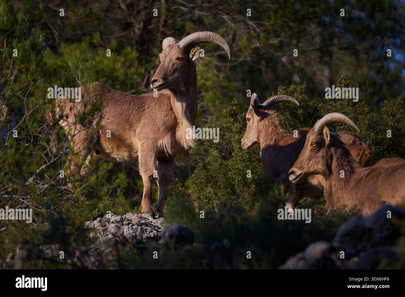 Eine Gruppe wilder Arrui, auch bekannt als spanischer Steinbock, durchquert anmutig das felsige Gelände einer spanischen Berglandschaft und zeigt ihre majestätische Schönheit Stockfoto