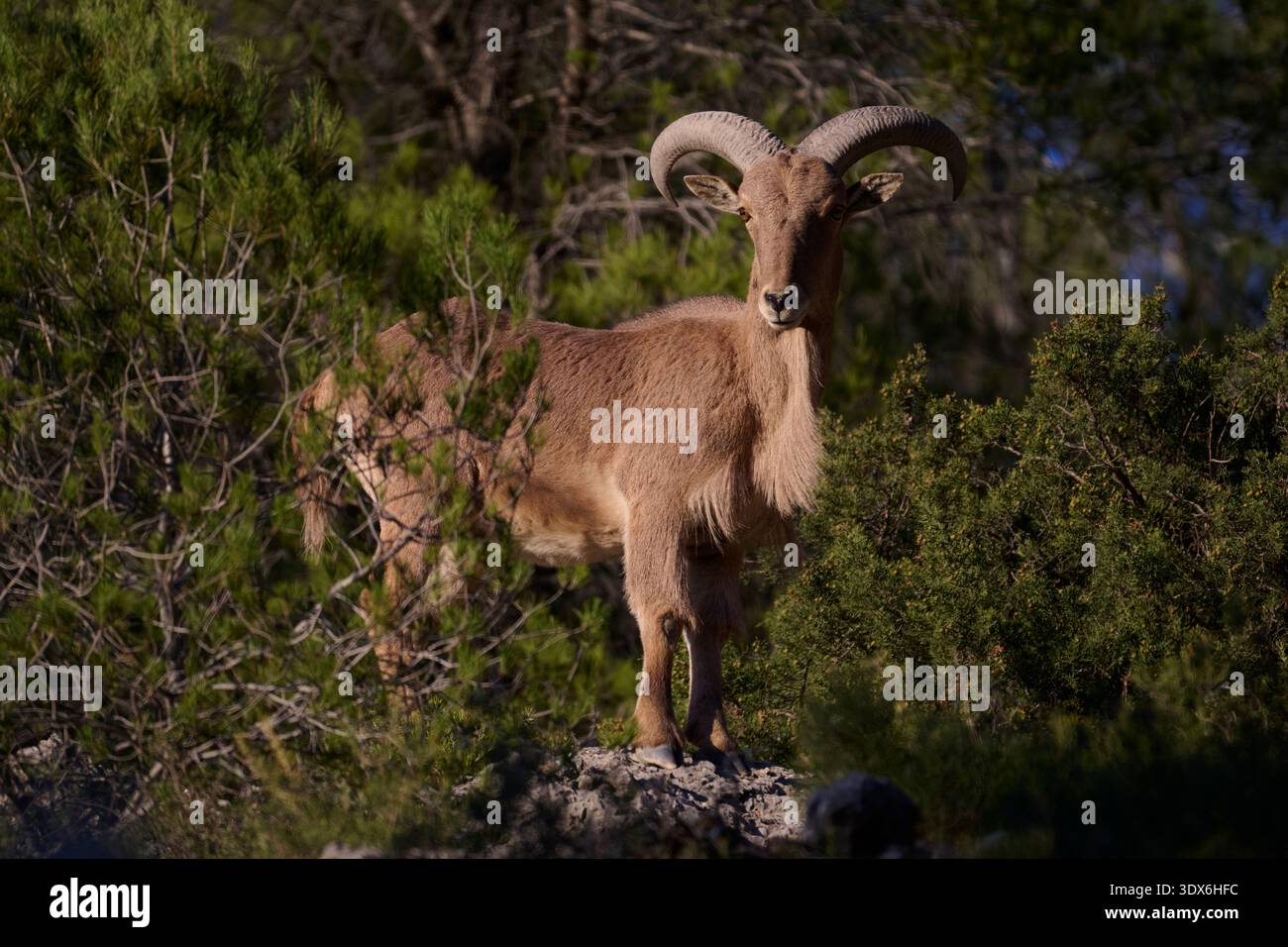 Ein wildes Arrui, auch bekannt als Berberschafe, steht majestätisch auf einem felsigen Gelände inmitten von üppigem Grün in Spanien. Seine imposanten Hörner und das robuste coa Stockfoto