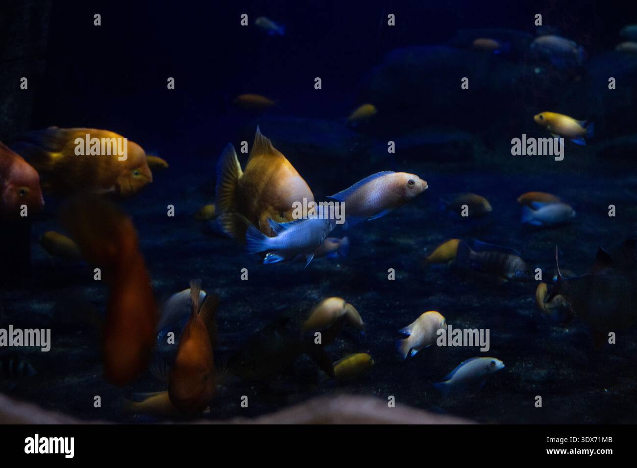 Mehrere tropische Aquarienfische schwimmen in dunklem blauem Wasser. Unterwasser-Tierwelt mit verschiedenen bunten Arten in heimischer Aquariumwelt Stockfoto