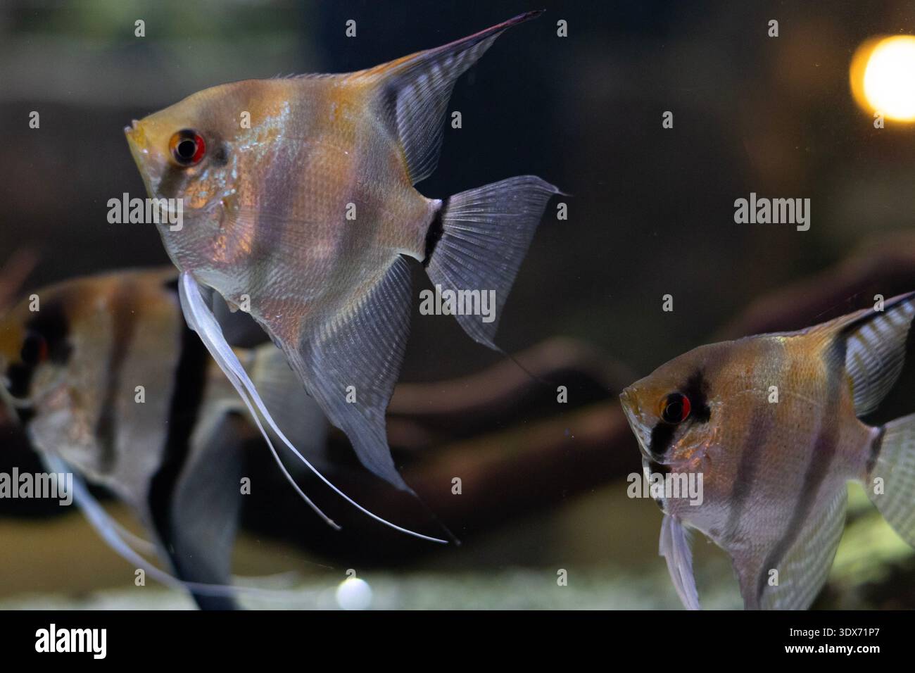 Silberner Engel mit roten Augen schwimmen im Aquarium Stockfoto