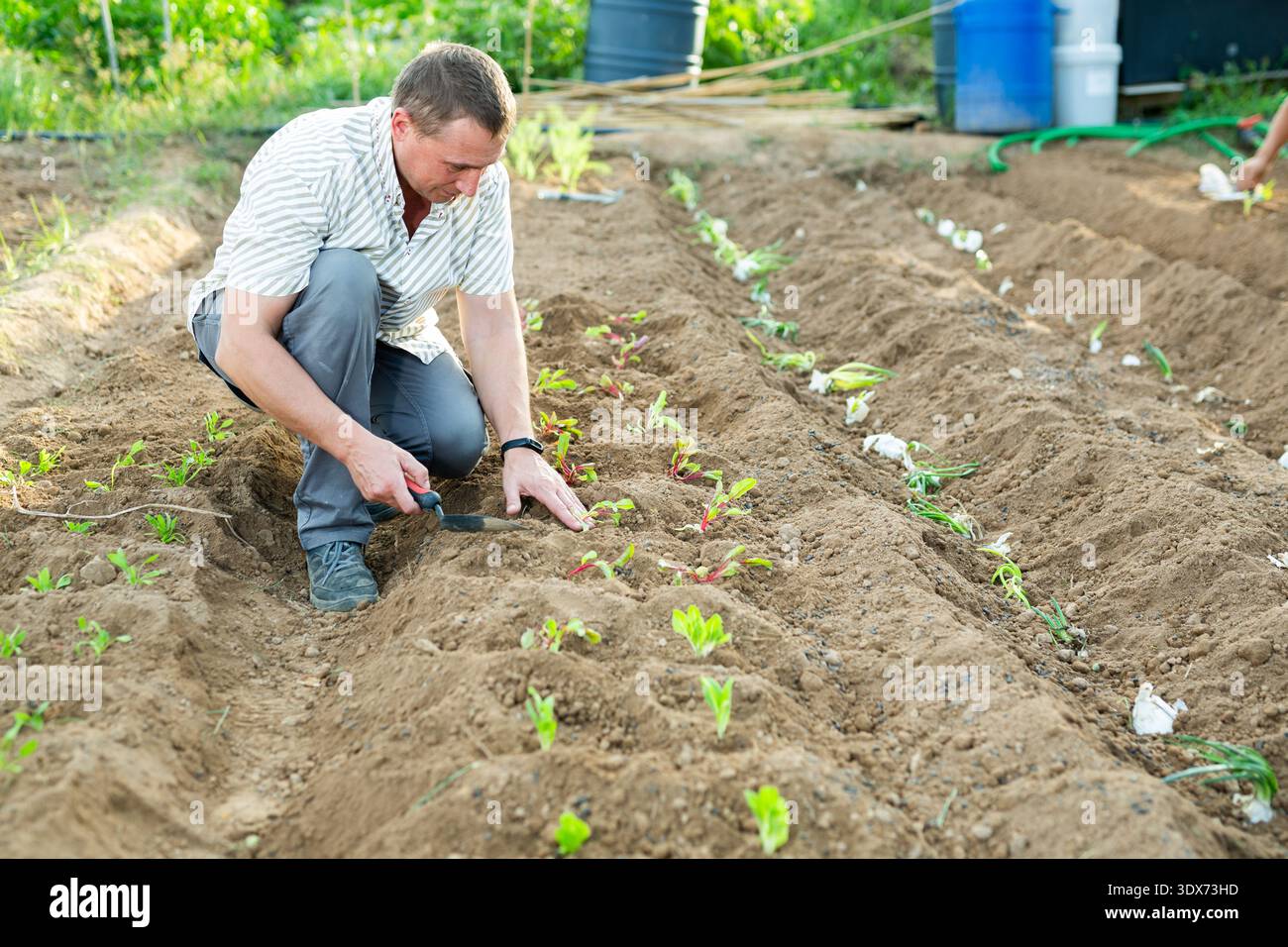 Adulter männlicher Gemüseanbauer, der Sämlinge im Hausgarten überprüft Stockfoto