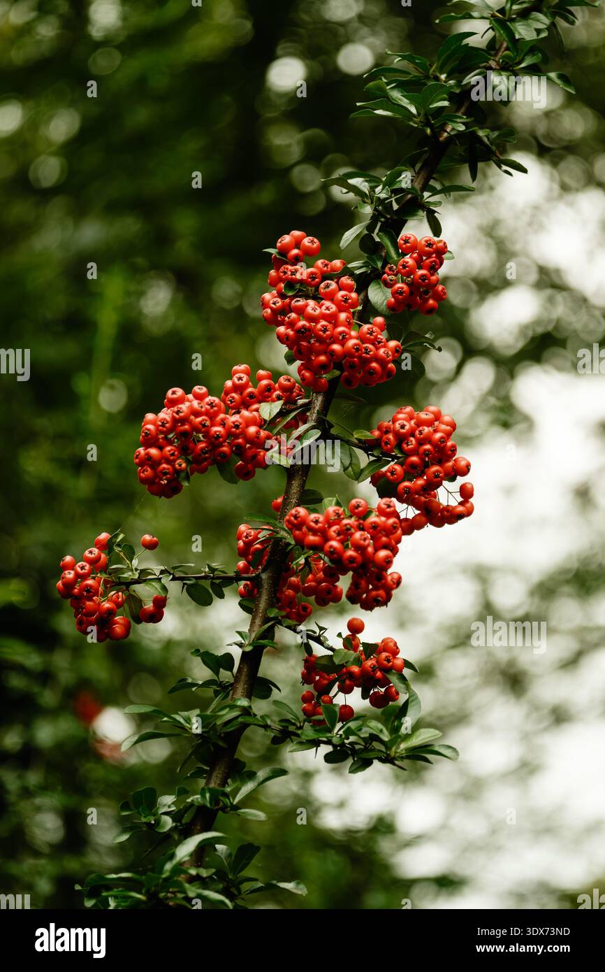 Pflanzengruppe Closeup Mit Waldambiance. Detailliertes Bild Von Lebendigen Roten Beeren Mit Rustikaler Umgebung Stockfoto