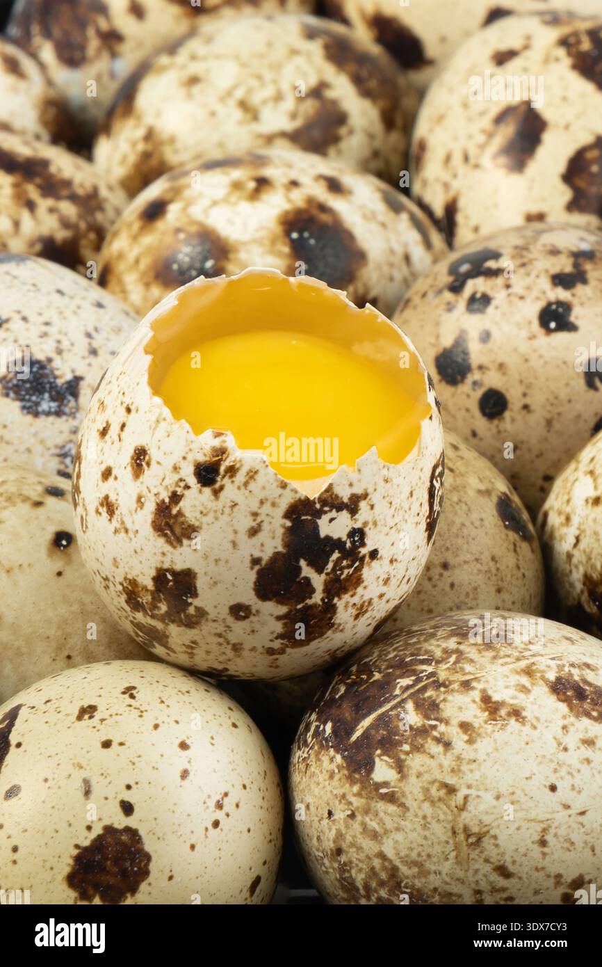 Wachteleier sind in einem Korb angeordnet. Ein Ei ist aufgerissen und zeigt darin ein hellgelbes Eigelb. Stockfoto