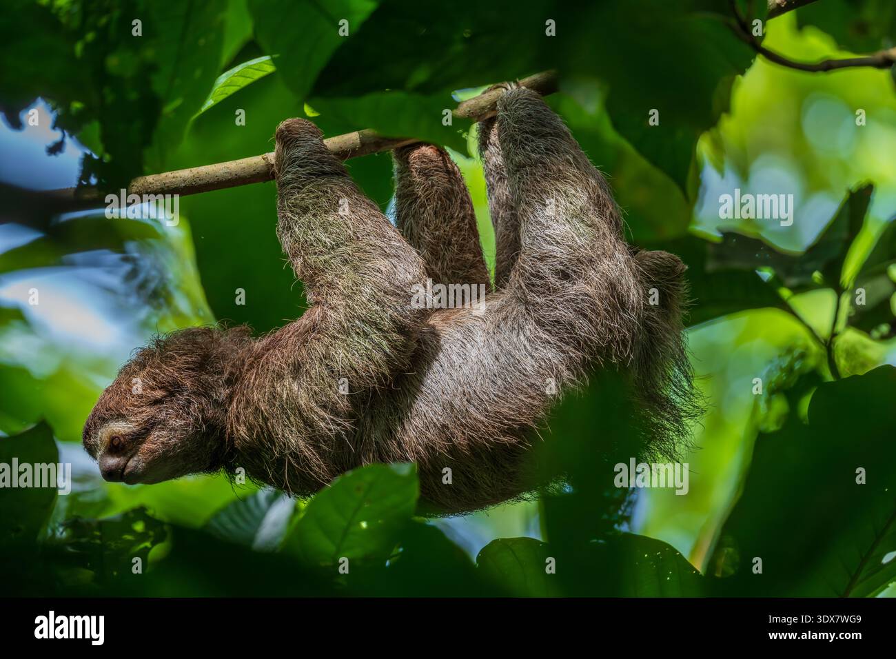 Brauner Hals drei Zehen Faultier in einem Baum Stockfoto