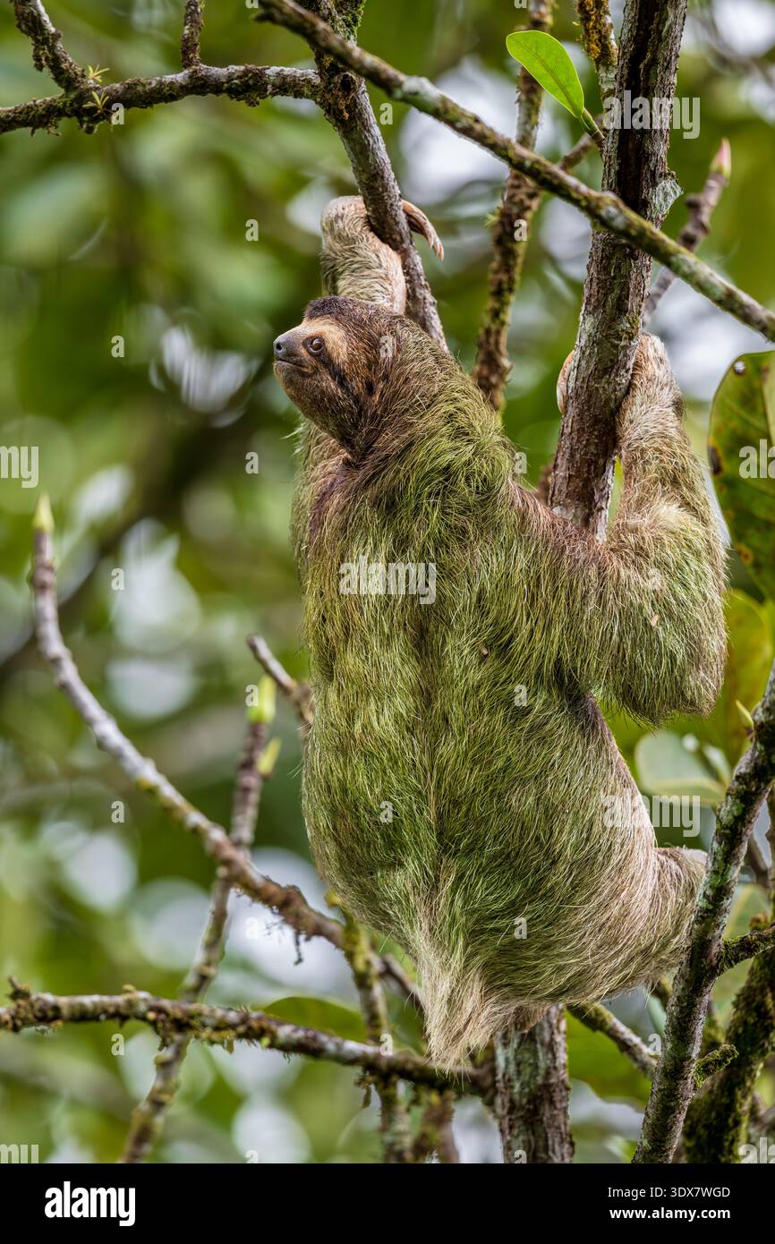 Brauner Hals drei Zehen Faultier in einem Baum Stockfoto
