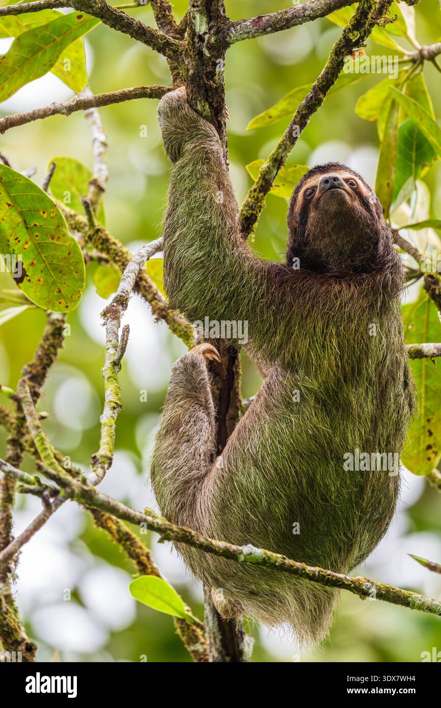 Brauner Hals drei Zehen Faultier in einem Baum Stockfoto