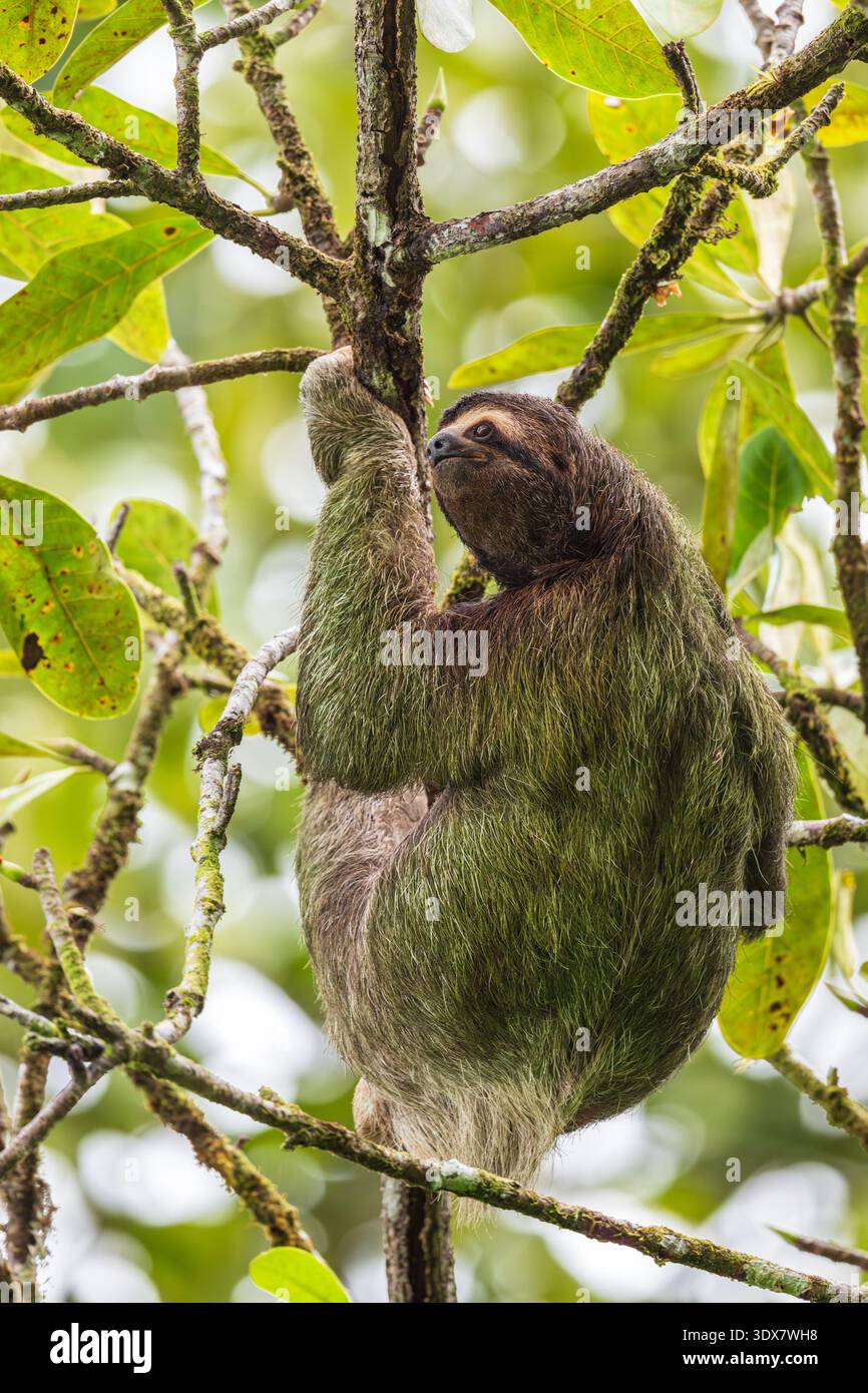 Brauner Hals drei Zehen Faultier in einem Baum Stockfoto
