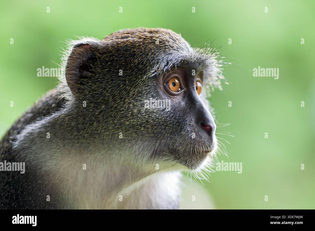 Blauer Affe (Cercopithecus mitis) Stockfoto