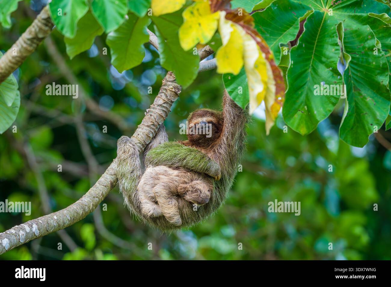 Bradypus variegatus (Bradypus variegatus) mit Jungtier Stockfoto