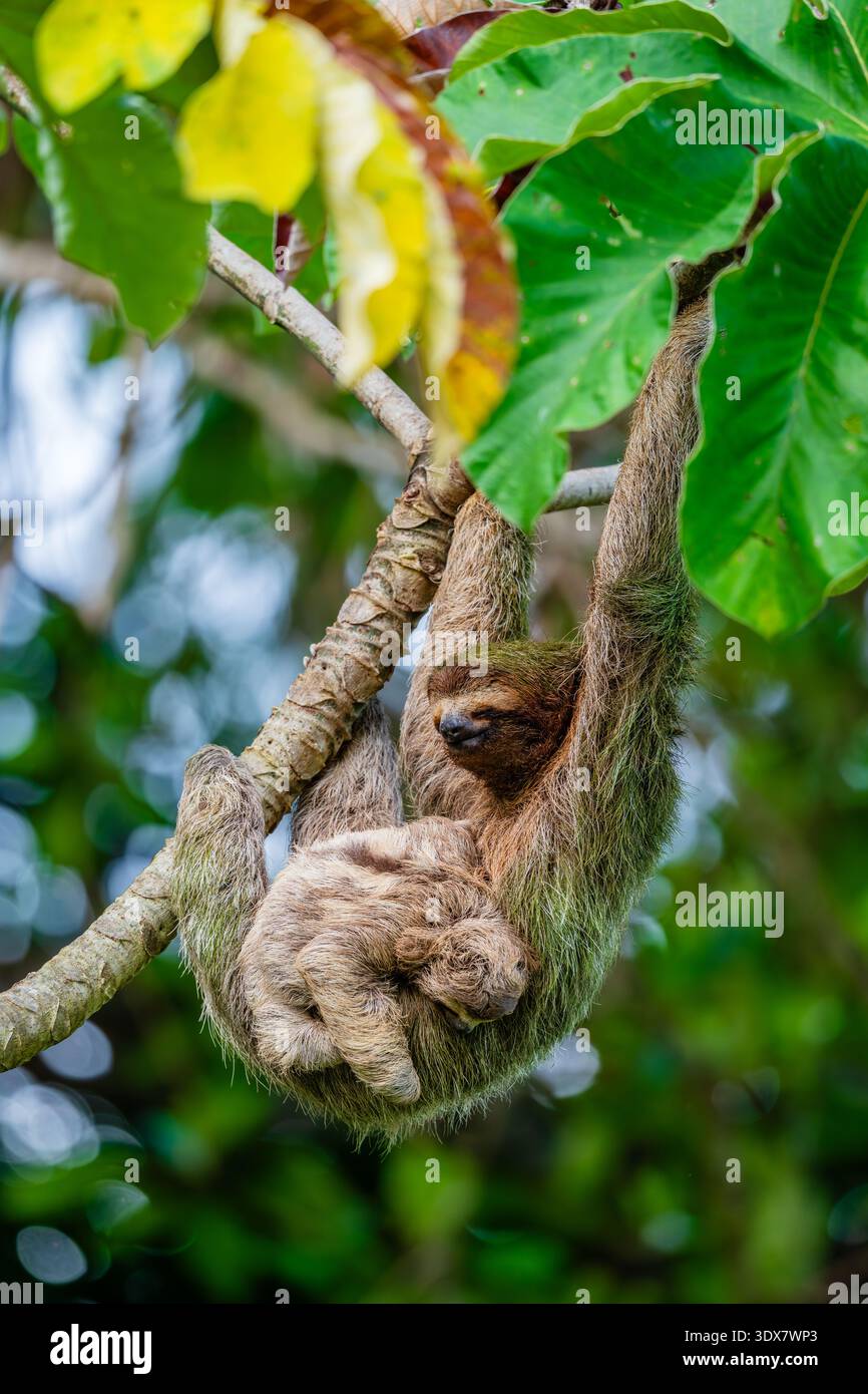 Bradypus variegatus (Bradypus variegatus) mit Jungtier Stockfoto