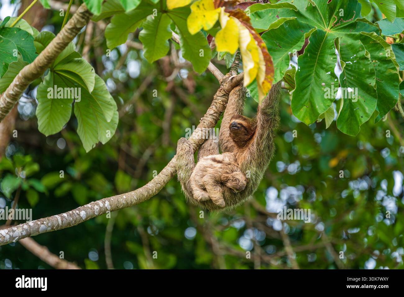 Bradypus variegatus (Bradypus variegatus) mit Jungtier Stockfoto