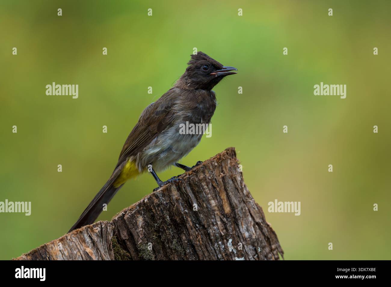 Bulbul (Pycnonotus barbatus) Stockfoto