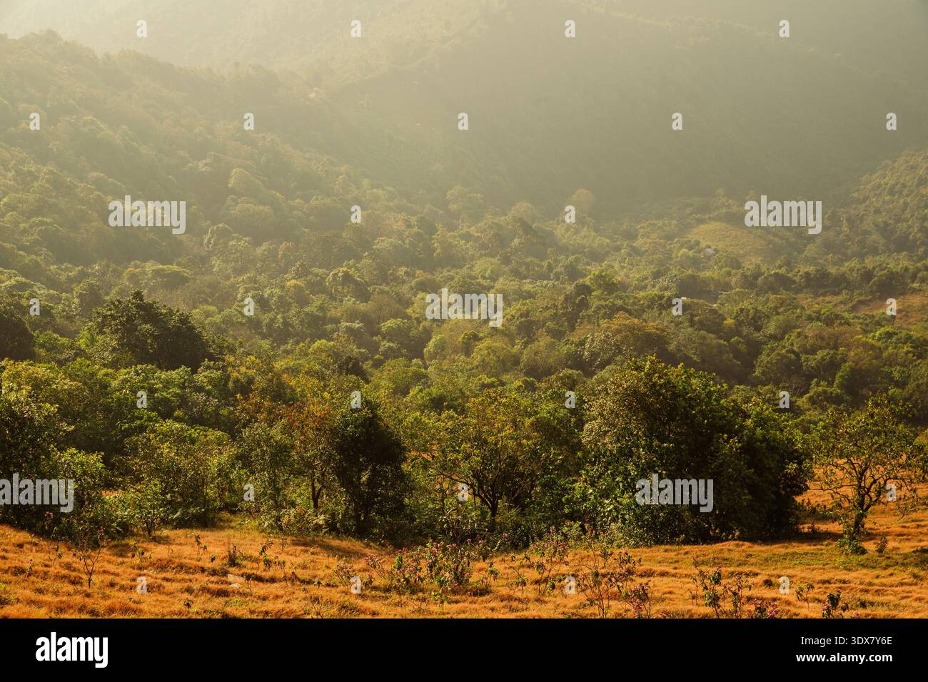 Berglandschaft. Nebeliger Morgen. Blick aus einem hohen Winkel auf Bäume im Wald bei Nebel. Wunderschöne Natur mit Bergen und Wolken bei Sonnenaufgang Stockfoto
