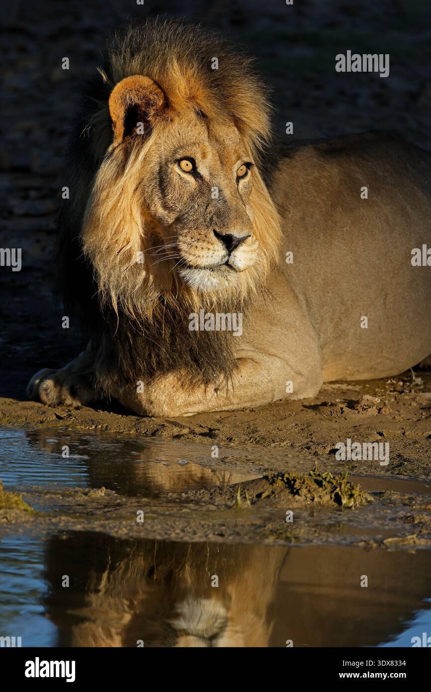 Porträt eines großen männlichen afrikanischen Löwen (Panthera leo) in einem Wasserloch, Kalahari Wüste, Südafrika Stockfoto