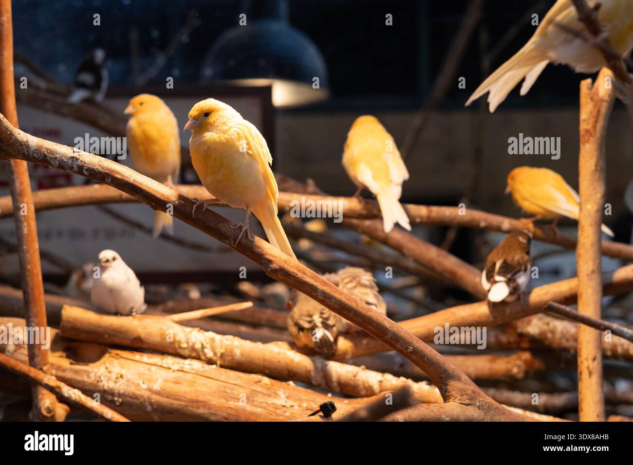 zebrafinke sitzt auf einem Baumzweig im warmen Sonnenlicht. Kleiner exotischer Vogel in einer Volierenumgebung mit weichem Bokeh-Hintergrund Stockfoto