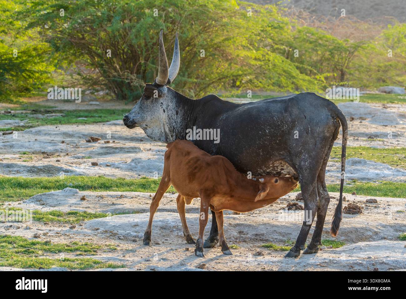Zebu (Bos indicus) Weibchen mit ihrem Kalb Stockfoto
