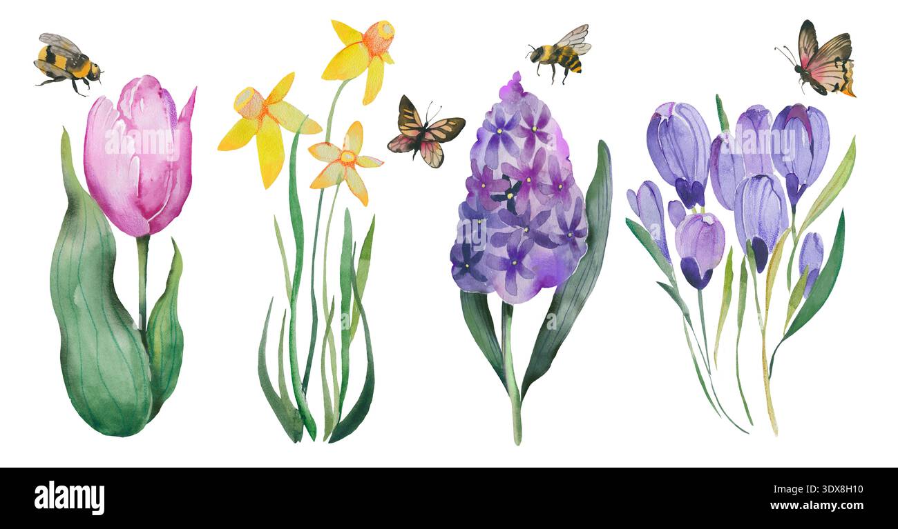 Frühlingsblumen mit Tulpeniris Narzissen und Hyazinthen-Aquarell-Clipart Stockfoto