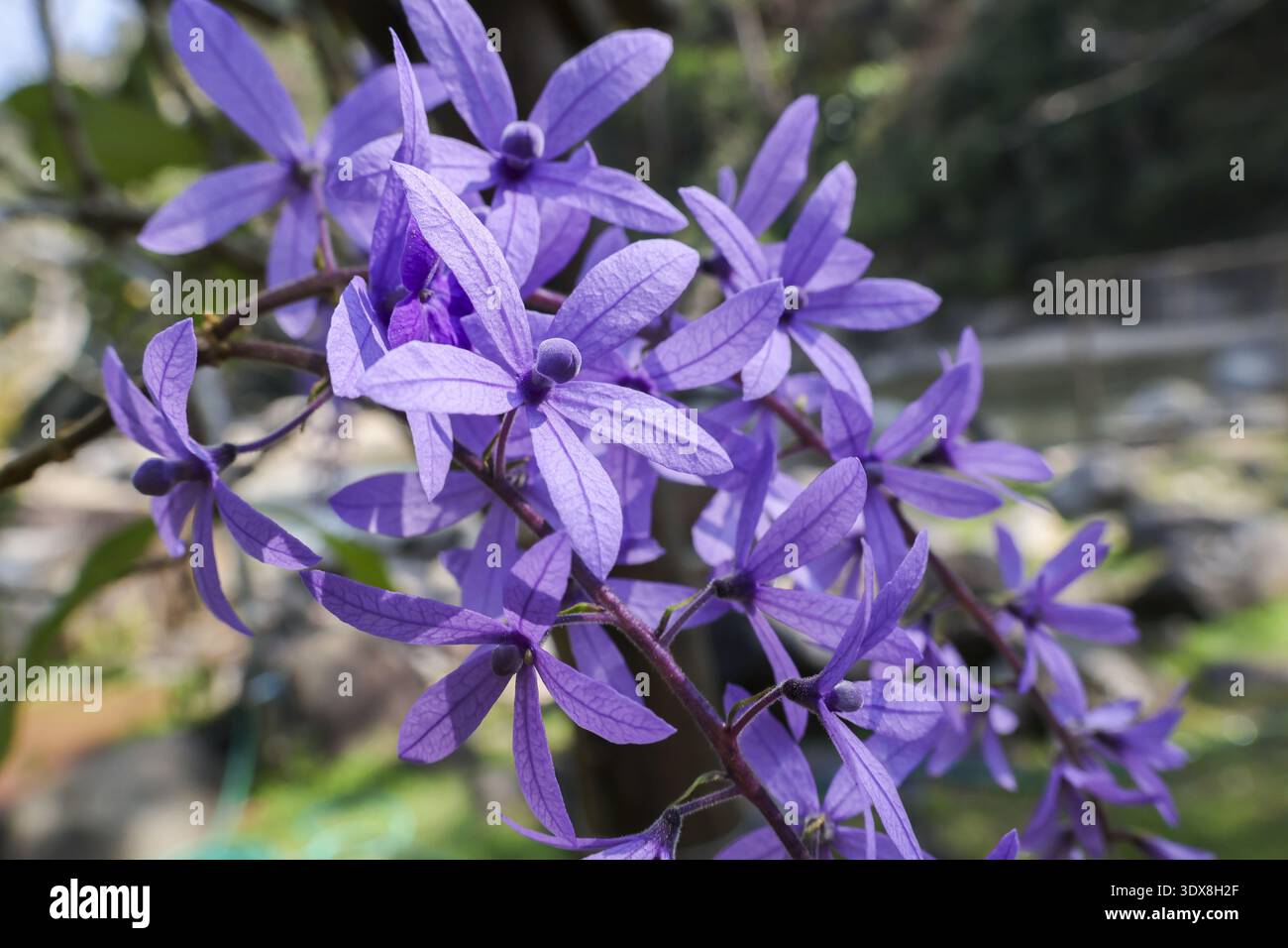 Schöne Nahaufnahme der purpurnen Kranzblume, die in einem ruhigen Garten blüht. Zarte violette Blüten schaffen einen atemberaubenden botanischen Hintergrund mit lebendigen Farben Stockfoto