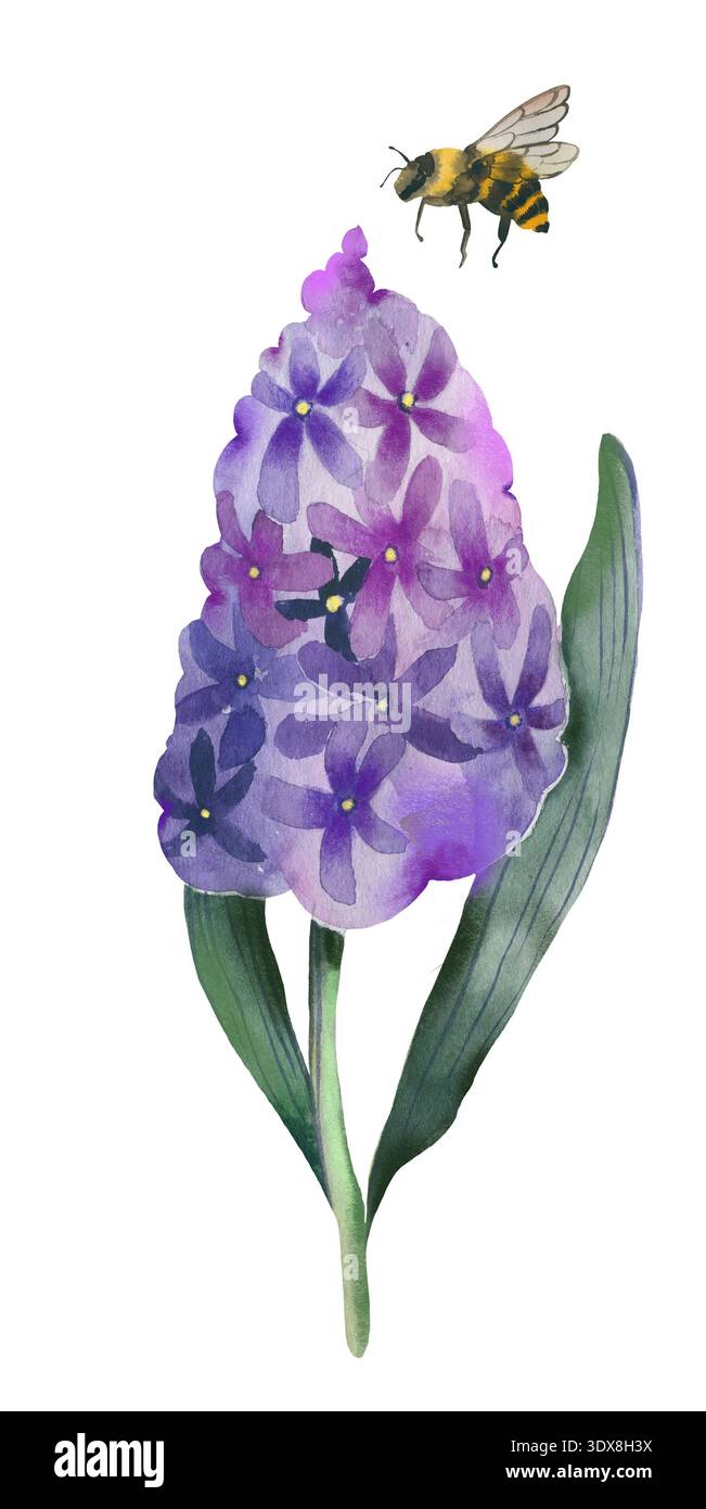 Hyazinth Blume mit Bienenblume Garten Pflanzen Aquarell Clipart Stockfoto