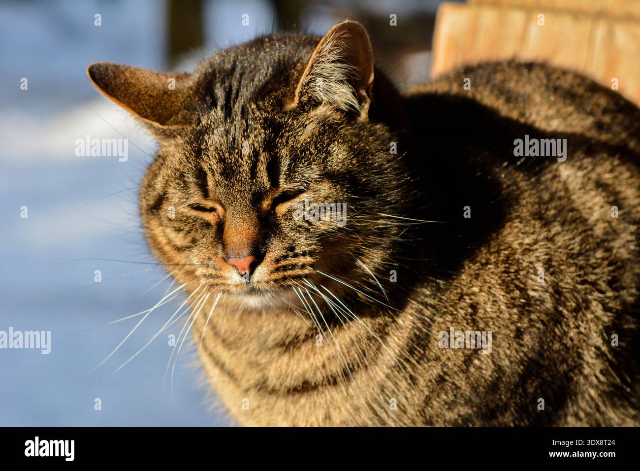 Eine graue Tabbykatze sitzt an einem sonnigen Wintertag im Freien auf schneebedeckten Stufen. Die Katze sonnt sich in der Sonne. Eine Katze sonnt sich im Winter in der Sonne. Stockfoto