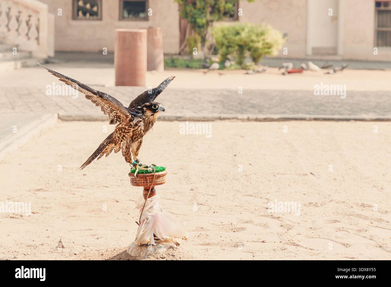 Der Falke zeigt seine offenen Flügel, während er auf einem dekorierten Stand in einer sandigen Wüstenumgebung sitzt, die die traditionelle Falknerei symbolisiert Stockfoto