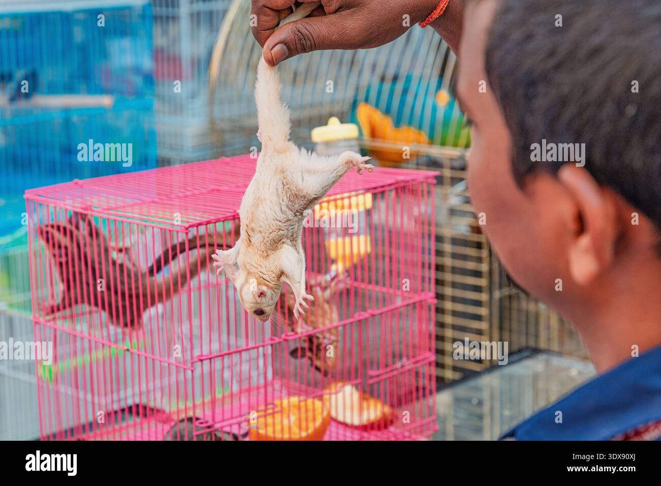 1. Dezember 2025, Doha, Katar: Mann, der ein Beuteltier mit einem Zuckergleiter beobachtet, das am Schwanz über einem Käfig gehalten wird, und erwägt, ein exotisches Haustier zu kaufen Stockfoto